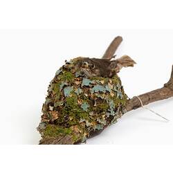 Small bird specimen mounted inside a nest on a branch.