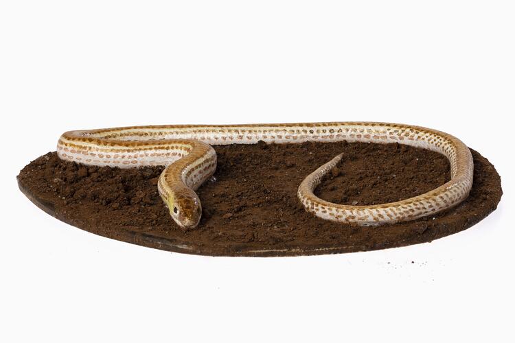 Legless lizard model with brown spots and stripes along body.