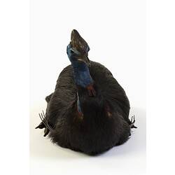 Large black bird specimen with a blue head mounted in a sitting pose.