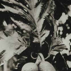 Glass Negative - Bread-Fruit Tree, Pacific Islands, circa 1930s