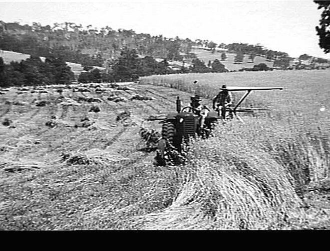SUNSHINE 6 FT. POWER-TAKE-OFF REAPER AND BINDER AND SUNSHINE MASSEY HARRIS TRACTOR, HARVESTING 50 TONS OF OATEN HAY TO THE ACRE ON THE FARM OF MR. F.D. WILLMOTT BRIDGETOWN W.A. JAN. 1947