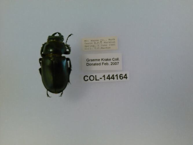 Shiny black beetle specimen with large mandibles, pinned next to text labels.