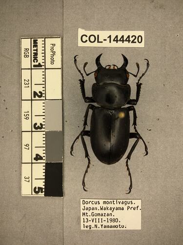 Shiny brown beetle specimen with large mandibles, pinned next to text labels.