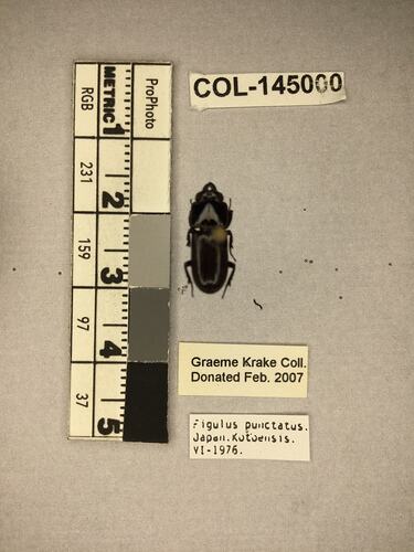 Shiny brown beetle specimen with large mandibles, pinned next to text labels.