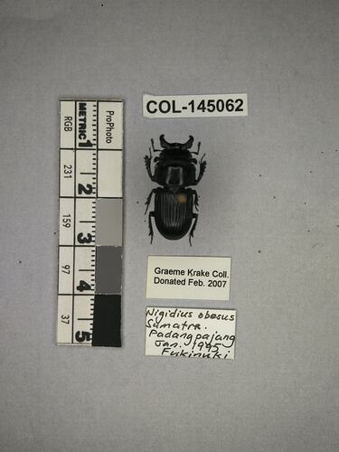 Shiny brown beetle specimen with large mandibles, pinned next to text labels.