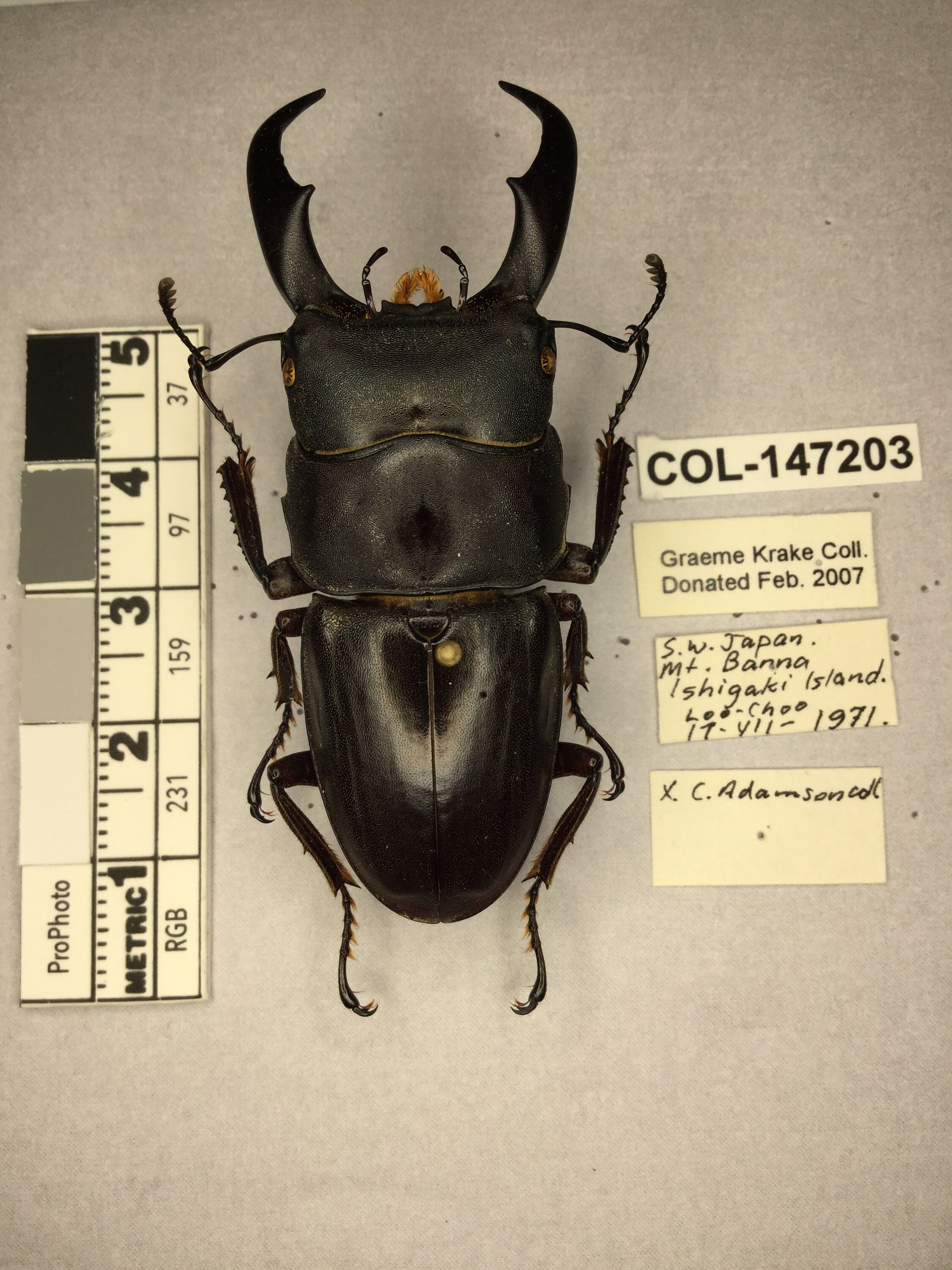 Serrognathus (Serrognathus) titanus okinawanus (Kriesche, 1922)