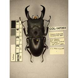 Dorsal view of pinned beetle specimen with labels.