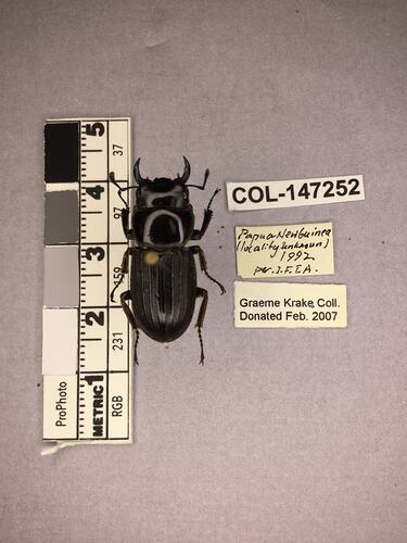 Dorsal view of pinned beetle specimen with labels.