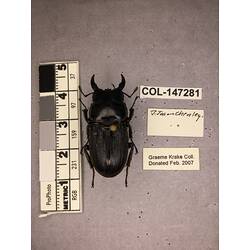 Dorsal view of pinned beetle specimen with labels.