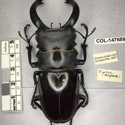 Shiny brown beetle specimen with large mandibles, pinned next to text labels.