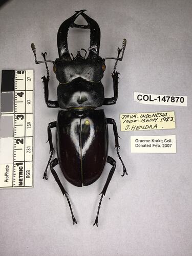 Shiny brown beetle specimen with large mandibles, pinned next to text labels.
