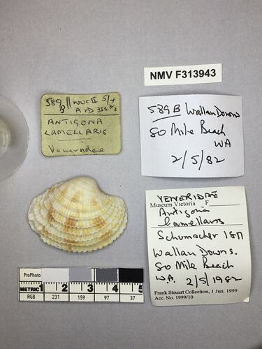 Dry Venus Clam shell beside labels.