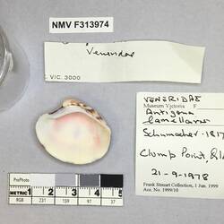 Dry Venus Clam shell beside labels.