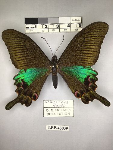 Pinned butterfly specimen beside label.