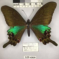 Pinned butterfly specimen beside label.