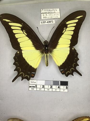 Pinned butterfly specimen beside label.