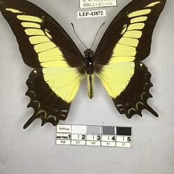 Pinned butterfly specimen beside label.
