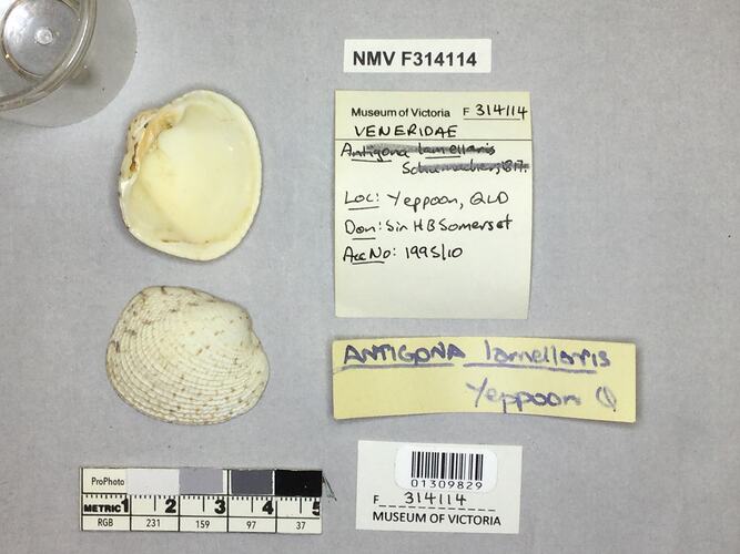 Dry Venus Clam shell beside labels.