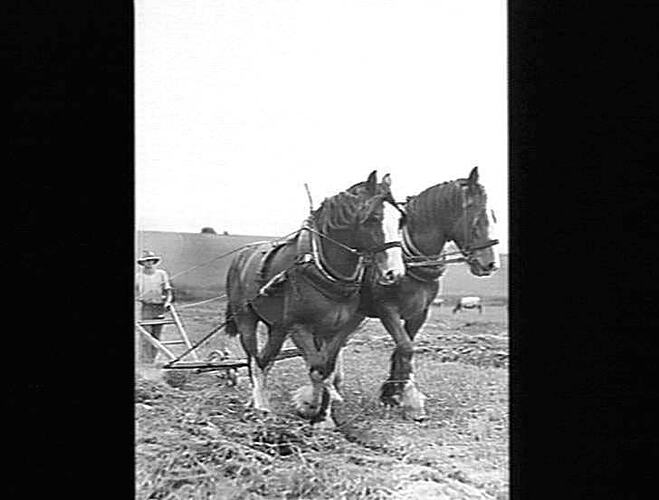 "TASMAN PLOUGH AT WORK. PHOTO SENT IN BY 'THE LAND' (FILM NEG FILED) MARCH 1939"