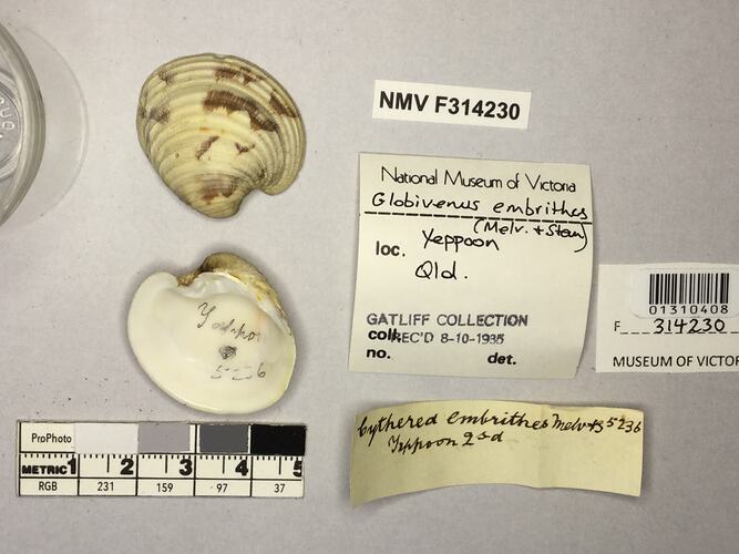 Dry Venus Clam shell beside labels.