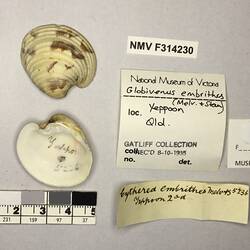 Dry Venus Clam shell beside labels.