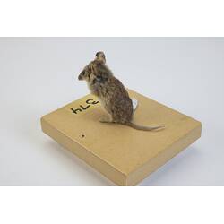 <em>Sminthopsis crassicaudata</em>, Fat-tailed Dunnart. [C 31374]