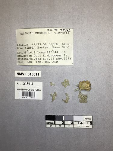 Dry stony coral specimens beside labels.