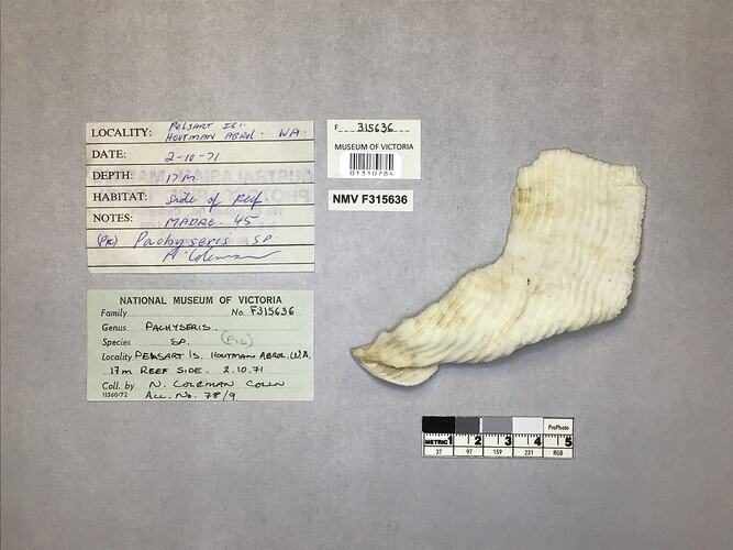 Dry coral specimen beside labels.