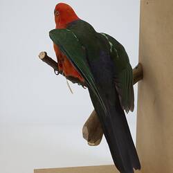 <em>Alisterus scapularis</em>, Australian King-parrot. [B 21647]