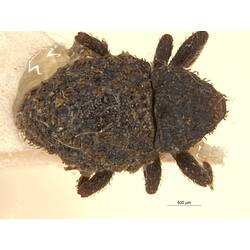 Dorsal view of pinned weevil specimen.