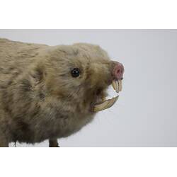 <em>Bathyergus suillus</em>, Cape Dune Mole Rat. [C 30039]