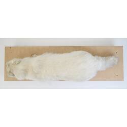 <em>Vulpes lagopus</em>, Arctic Fox. [C 29945]