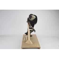 <em>Colobus vellerosus</em>, Ursine Colobus. [C 30322]