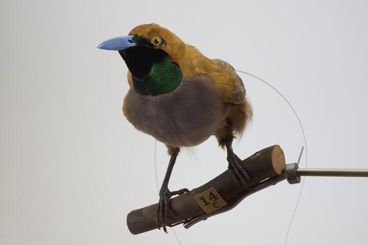 <em>Paradisaea decora</em>, Goldie's Bird-of-Paradise. [45559]