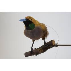 <em>Paradisaea decora</em>, Goldie's Bird-of-Paradise. [45559]