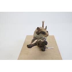 <em>Eliomys quercinus</em>, Garden Dormouse. [C 30076]