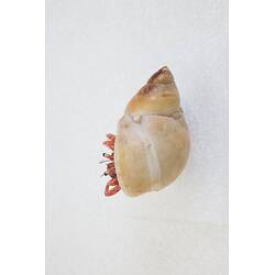 <em>Paguristes frontalis</em>, Common Hermit Crab. [J 21802]
