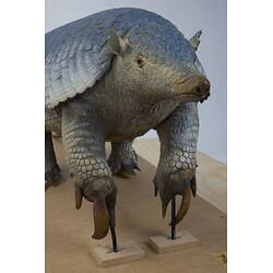 <em>Priodontes maximus</em>, Giant Armadillo. [C 30364]