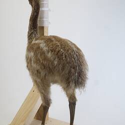 <em>Casuarius casuarius</em>, Southern Cassowary. [B 22550]