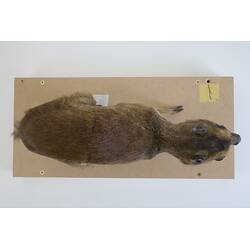 <em>Tragulus napu</em>, Greater Mouse-deer. [C 30638]