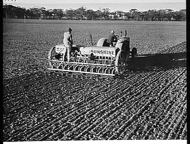 SOWING 800 ACRES WITH WHEAT AND FERTILIZER, USING THE 20-ROW 40-TINE `SUNTYNE' COMBINED GRAIN AND FERTILIZER DRILL AND SPRING TINE CULTIVATOR. WITH SMOOTHING HARROWS BEHIND, DRAWN BY SUNSHINE MASSEY HARRIS TRACTOR ON THE FARM OF MR. F. LAMARO, WYCHEPROOF,