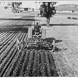 Photograph - H.V. McKay Massey Harris, Farm Equipment Manufacture & Field Trials, Mitre, Victoria, May 1940