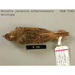 Dry bird skin specimen with labels.