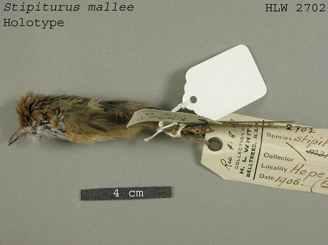Dry bird skin specimen with labels.