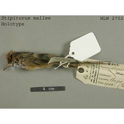 Dry bird skin specimen with labels.
