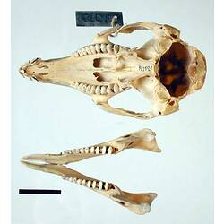 Pademelon skull and lower jaw, interior surfaces visible.