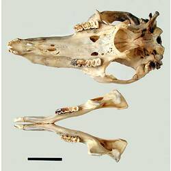 Kangaroo skull and lower jaw, internal surfaces visible.
