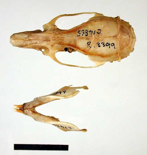 Rat lower jaw beside skull, external surfaces visible.