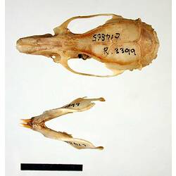 Rat lower jaw beside skull, external surfaces visible.