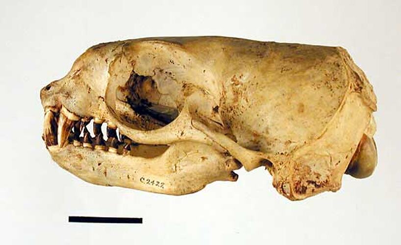 Lateral view of seal skull.